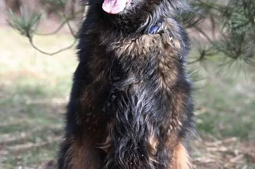 Nina do adopcji,  śląskie Gliwice, Śląskie, Gliwice