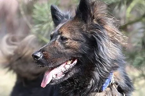 Nina do adopcji,  śląskie Gliwice, Śląskie, Gliwice