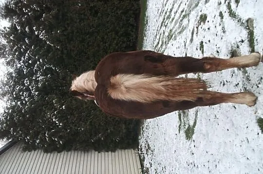 Klacz zimnokrwista