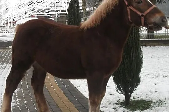 Klacz zimnokrwista