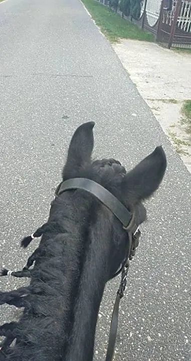 Dwa cudowne kuce, , Tuliszków