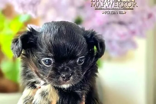 Chihuahua długowłosy