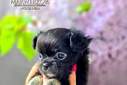 Chihuahua długowłosy, Pomorskie, Bydlino