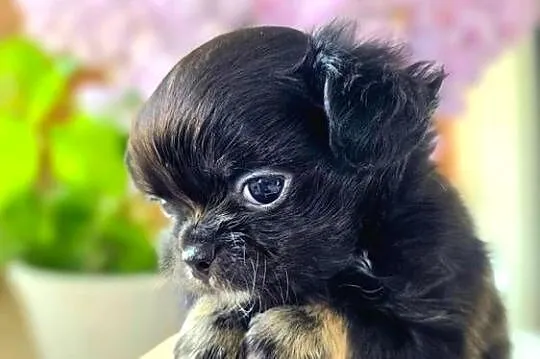 Chihuahua długowłosy, Pomorskie, Bydlino