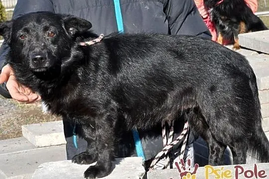 DEKOREK-super kochany, przemiły, uroczy malutki piesek-szukamy dobrego domu, Małopolskie, Kraków