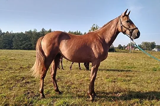 klaczka do sportu, , Rossosz