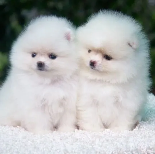 Przepiękne szczenięta rasy pomeranian spzit do adopcji, , Wrocław