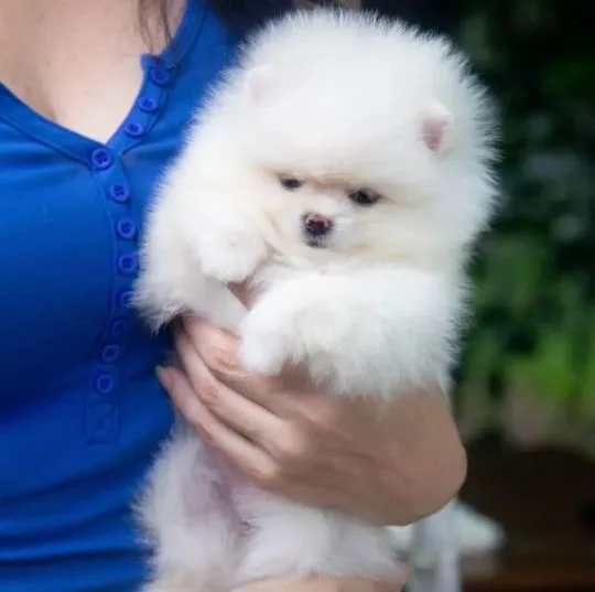 Przepiękne szczenięta rasy pomeranian spzit do adopcji, , Wrocław