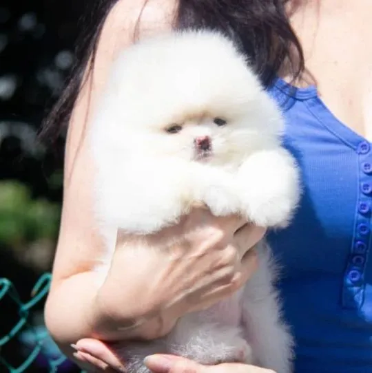 Przepiękne szczenięta rasy pomeranian spzit do adopcji, , Wrocław