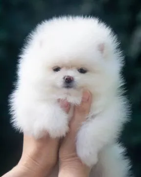 Przepiękne szczenięta rasy pomeranian spzit do adopcji, , Wrocław