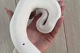 Python Regius | Samiec | Mojave Piebald poss Yellowbelly