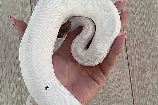 Python Regius | Samiec | Mojave Piebald poss Yellowbelly