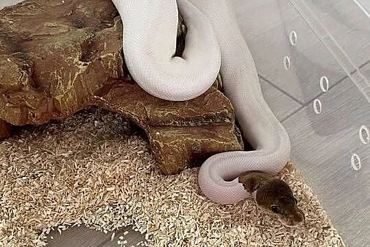 Python Regius | Samiec | Mojave Piebald poss Yellowbelly, Mazowieckie, Warszawa