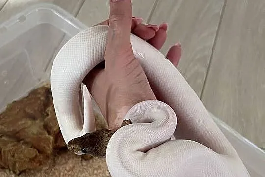 Python Regius | Samiec | Mojave Piebald poss Yellowbelly, Mazowieckie, Warszawa