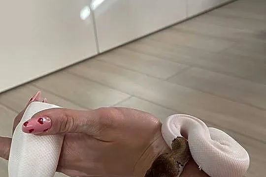 Python Regius | Samiec | Mojave Piebald poss Yellowbelly, Mazowieckie, Warszawa