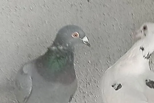 Sprzedam gołebie pocztowe i rasowe, Lubuskie, Lubiszyn