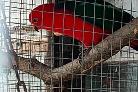 Papugi do ręcznego karmienia szkarłatka