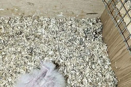 Papugi do ręcznego karmienia szkarłatka, Mazowieckie, Sochaczew