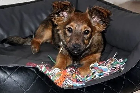 Maleńka, 4 m-czna sunia szczeniak HANUSIA słodziut