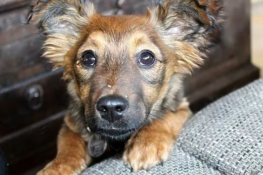Maleńka, 4 m-czna sunia szczeniak HANUSIA słodziut