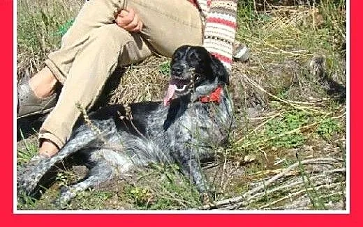 Trójłapka,cudownie przyjazna,łagodna suczka po amp