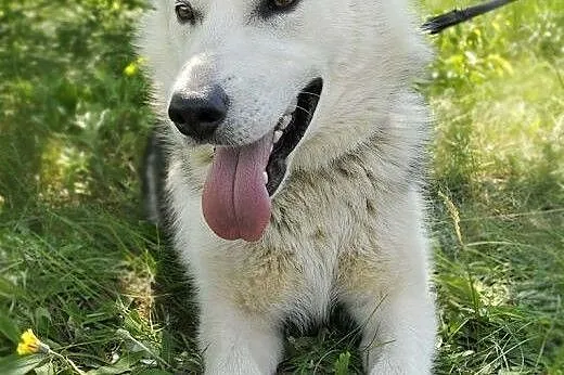 LIDER piękny i żywiołowy  mix husky szuka domu,  mazowieckie Ostrołęka