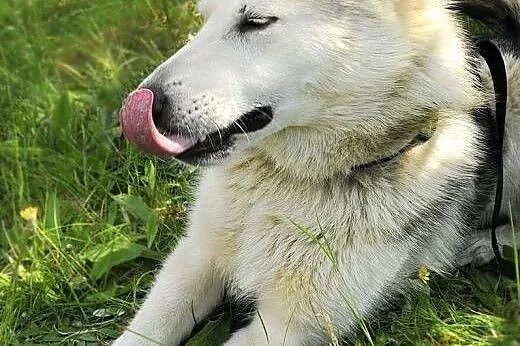 LIDER piękny i żywiołowy  mix husky szuka domu,  m