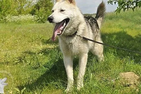 LIDER piękny i żywiołowy  mix husky szuka domu,  m
