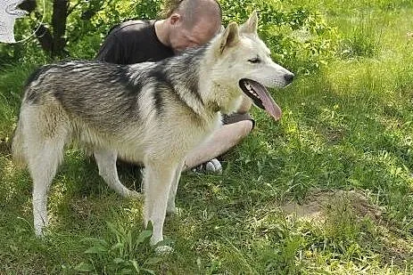 LIDER piękny i żywiołowy  mix husky szuka domu,  m