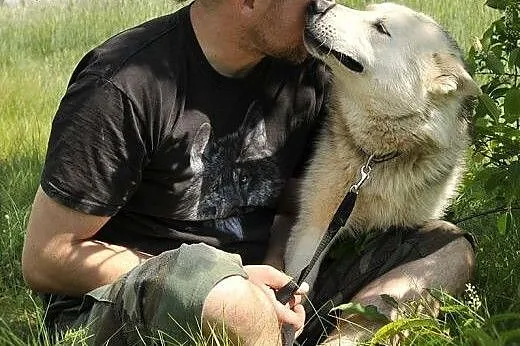 LIDER piękny i żywiołowy  mix husky szuka domu,  m