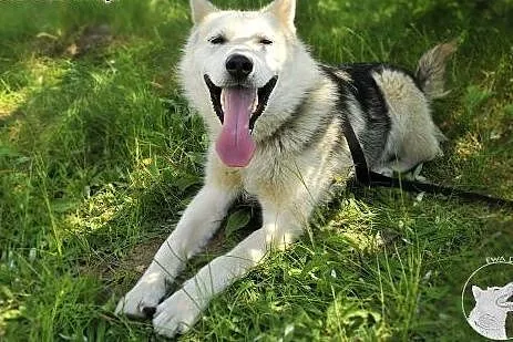 LIDER piękny i żywiołowy  mix husky szuka domu,  m