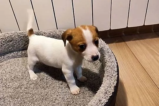 Jack Russell terrier, Łódzkie, Piątek