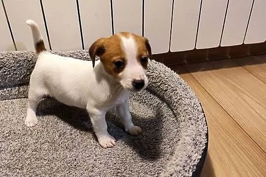 Jack Russell terrier, Łódzkie, Piątek