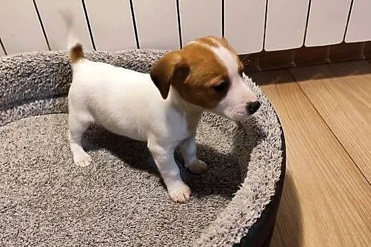 Jack Russell terrier, Łódzkie, Piątek