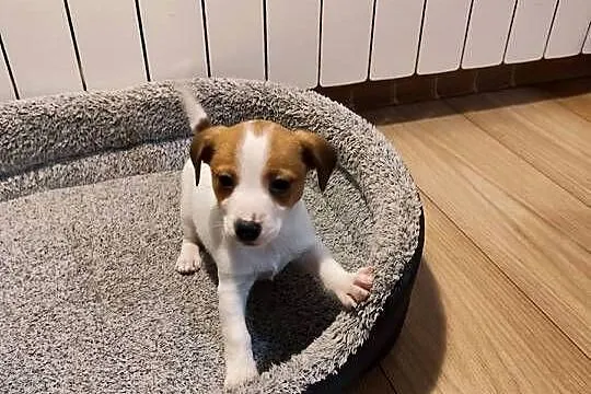 Jack Russell terrier, Łódzkie, Piątek