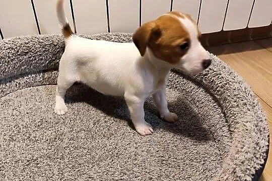 Jack Russell terrier, Łódzkie, Piątek