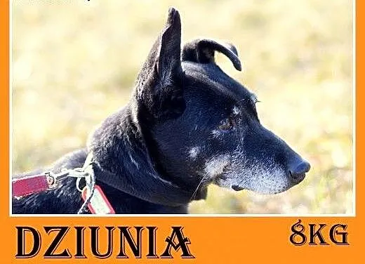 Jamnik mix,5 lat,łagodna,kontaktowa,wesoła suczka