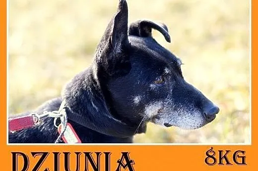 Jamnik mix,5 lat,łagodna,kontaktowa,wesoła suczka 