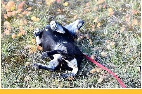 Jamnik mix,5 lat,łagodna,kontaktowa,wesoła suczka 