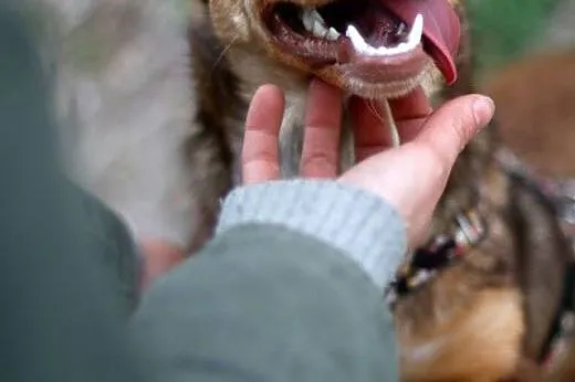 Urocza Lala szuka domu, suczka do adopcji,  kujawsko-pomorskie Toruń