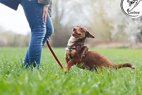 Urocza Lala szuka domu, suczka do adopcji,  kujaws