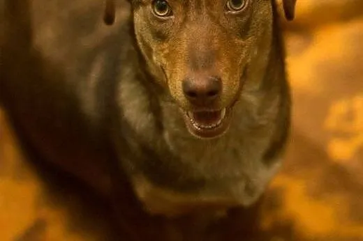 Urocza Lala szuka domu, suczka do adopcji,  kujaws