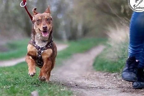 Urocza Lala szuka domu, suczka do adopcji,  kujaws