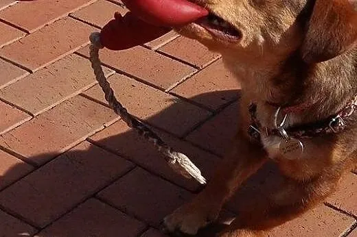 Urocza Lala szuka domu, suczka do adopcji,  kujaws