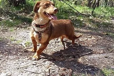 Urocza Lala szuka domu, suczka do adopcji,  kujaws