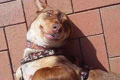 Urocza Lala szuka domu, suczka do adopcji,  kujaws