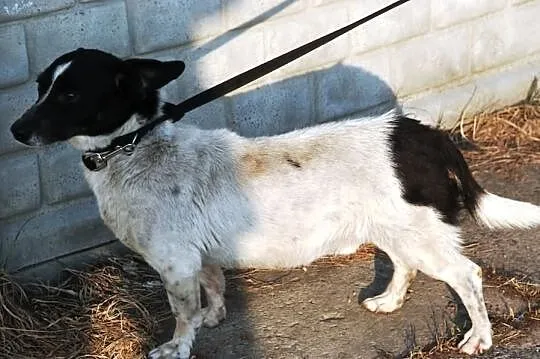 Niewielki Farcik - spokojny przyjaciel rodziny, adopcja