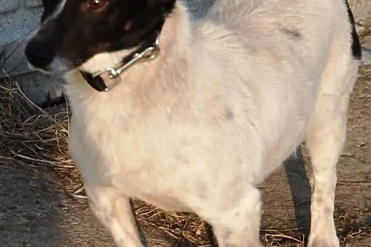 Niewielki Farcik - spokojny przyjaciel rodziny, ad