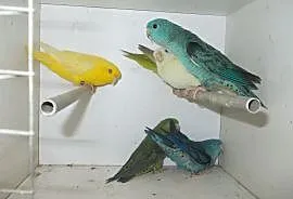 Papugi katarzynki, Nowy Tomyśl