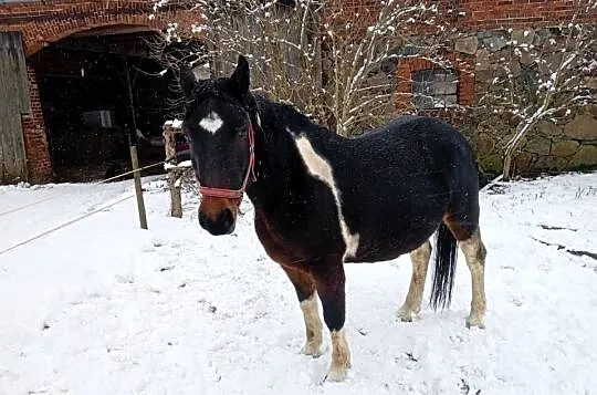 Sprzedam konie, Lubuskie, Szprotawa